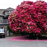 A 125-year-old rhododendron, Canada