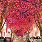 Cherry Trees in Bonn