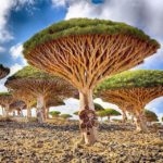 Dragonblood Trees in Yemen