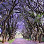 Jacarandas in Cullinan, South Africa