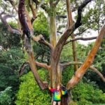 Rainbow Eucalyptus in Kauai, Hawaii