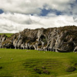 Wind-Swept Trees in New Zealand