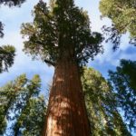 sequoia-2406954_1920