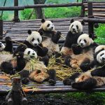 china-chengdu-research-base-giant-panda-breeding