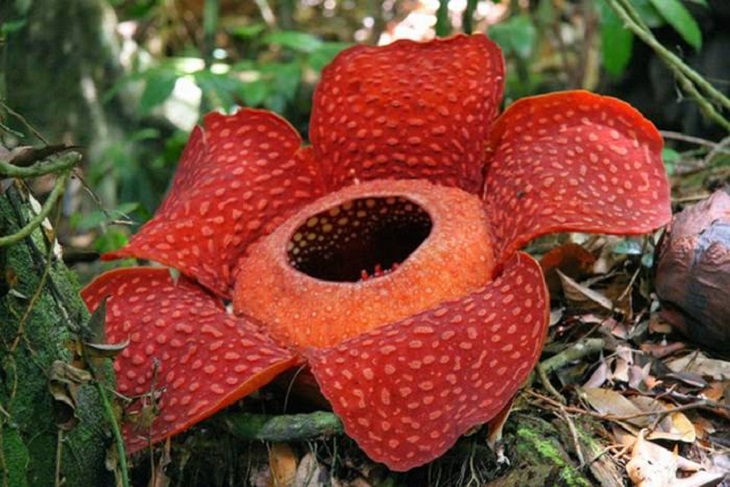 8 of the Biggest Flowers on Earth