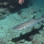 White tip reef shark in a cave at Shaab Marsa Alam, Red Sea, Egypt #SCUBA